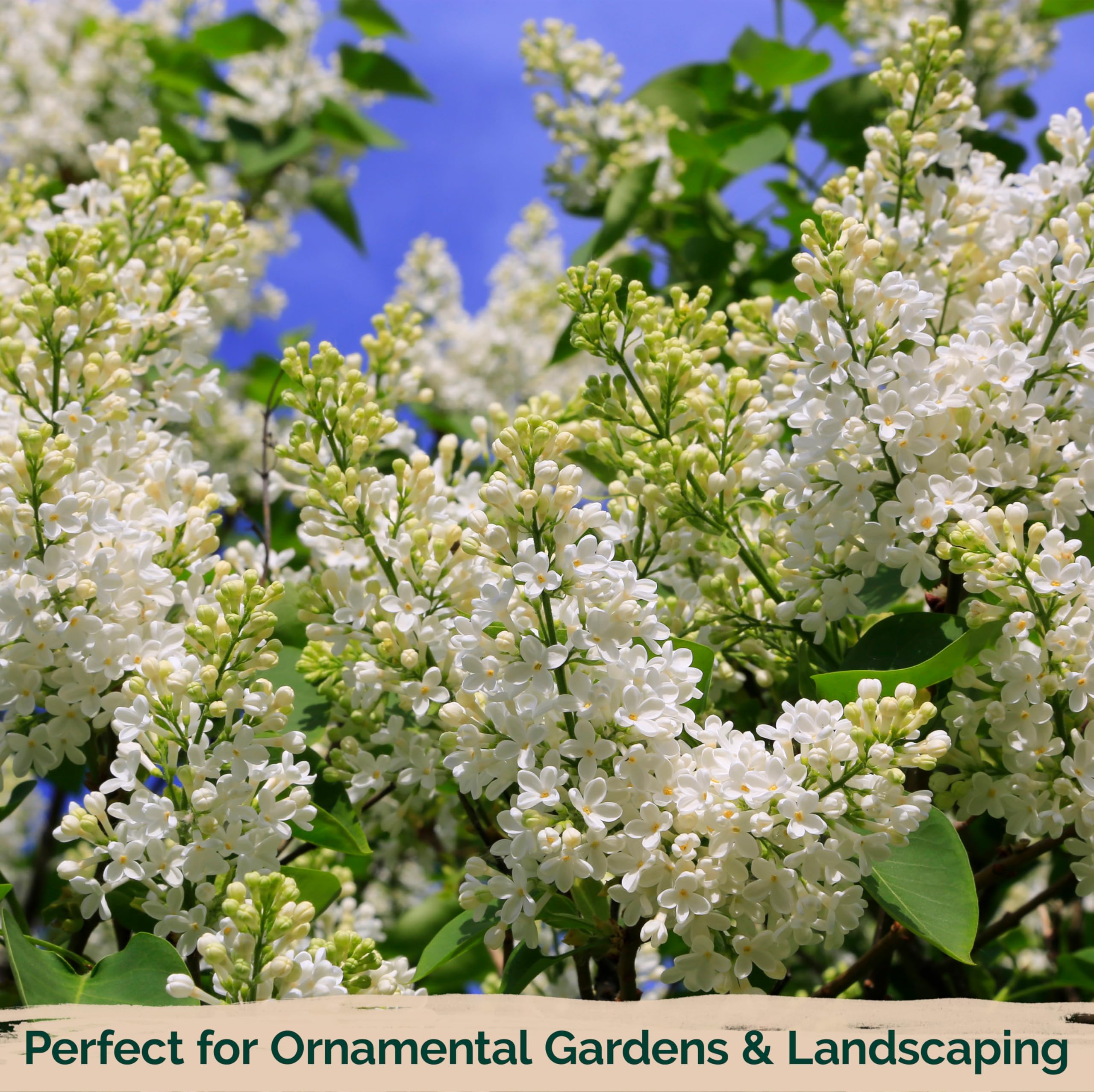 Amazon.co.jp: 25白いライラックの種（極度に香り）/ : DIY・工具